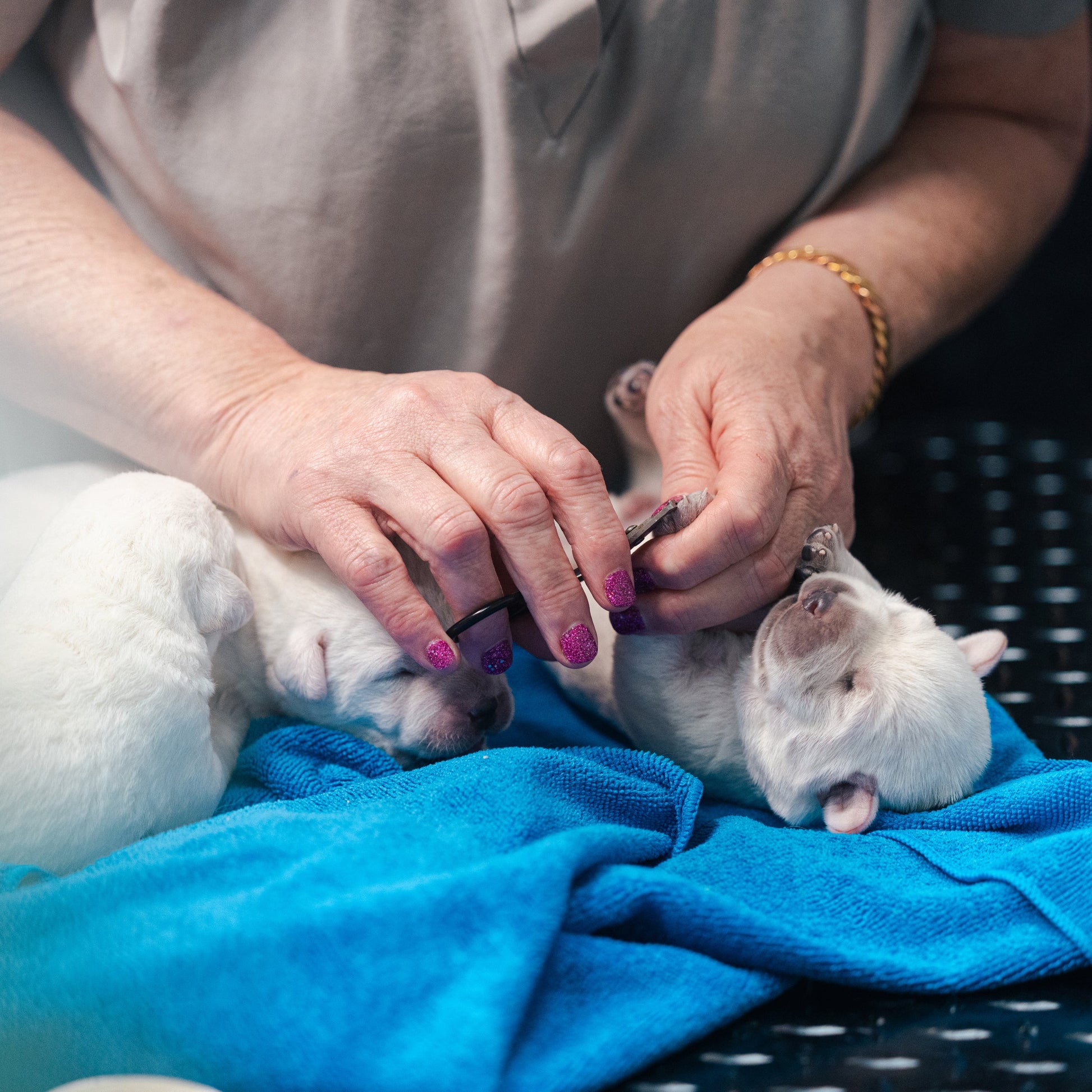 Person cutting the nails on a small white puppy on a blue towel