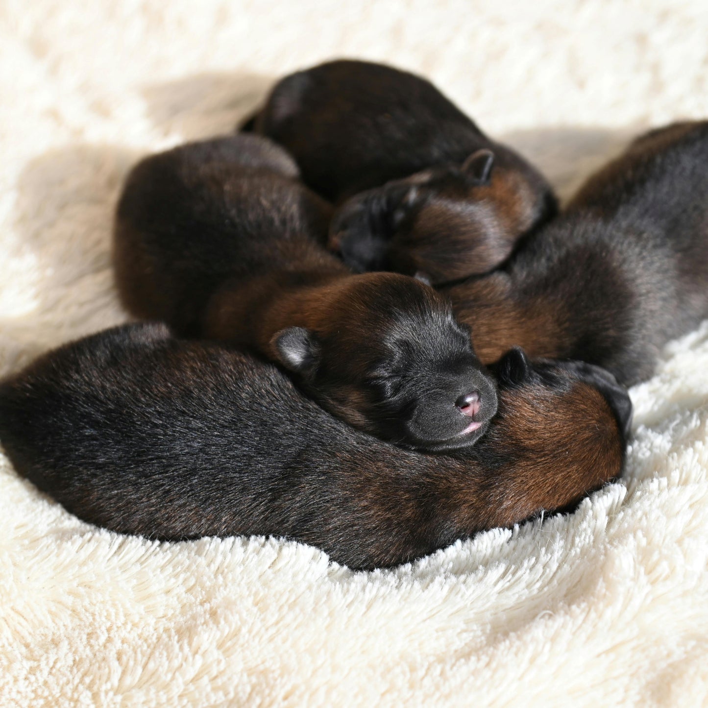 Group of black newborn puppies sleeping together on a soft beige surface