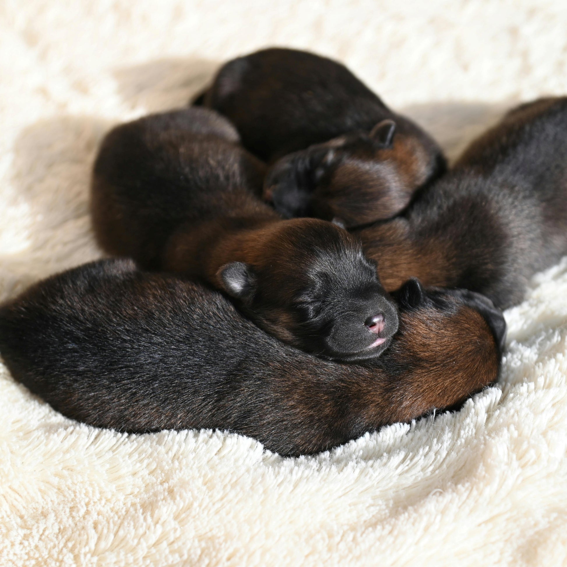Group of black newborn puppies sleeping together on a soft beige surface