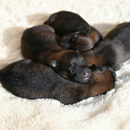 Group of black newborn puppies sleeping together on a soft beige surface