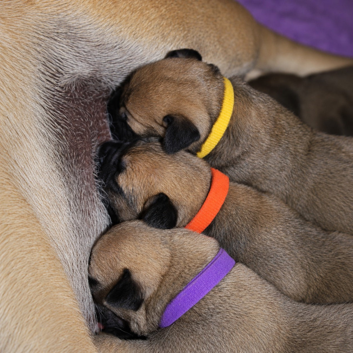 Three fawn  puppies with colorful Oz Fur Kids Velcro Puppy ID Collars nursing from a mum dog 