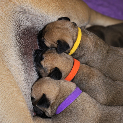 Three fawn  puppies with colorful Oz Fur Kids Velcro Puppy ID Collars nursing from a mum dog 