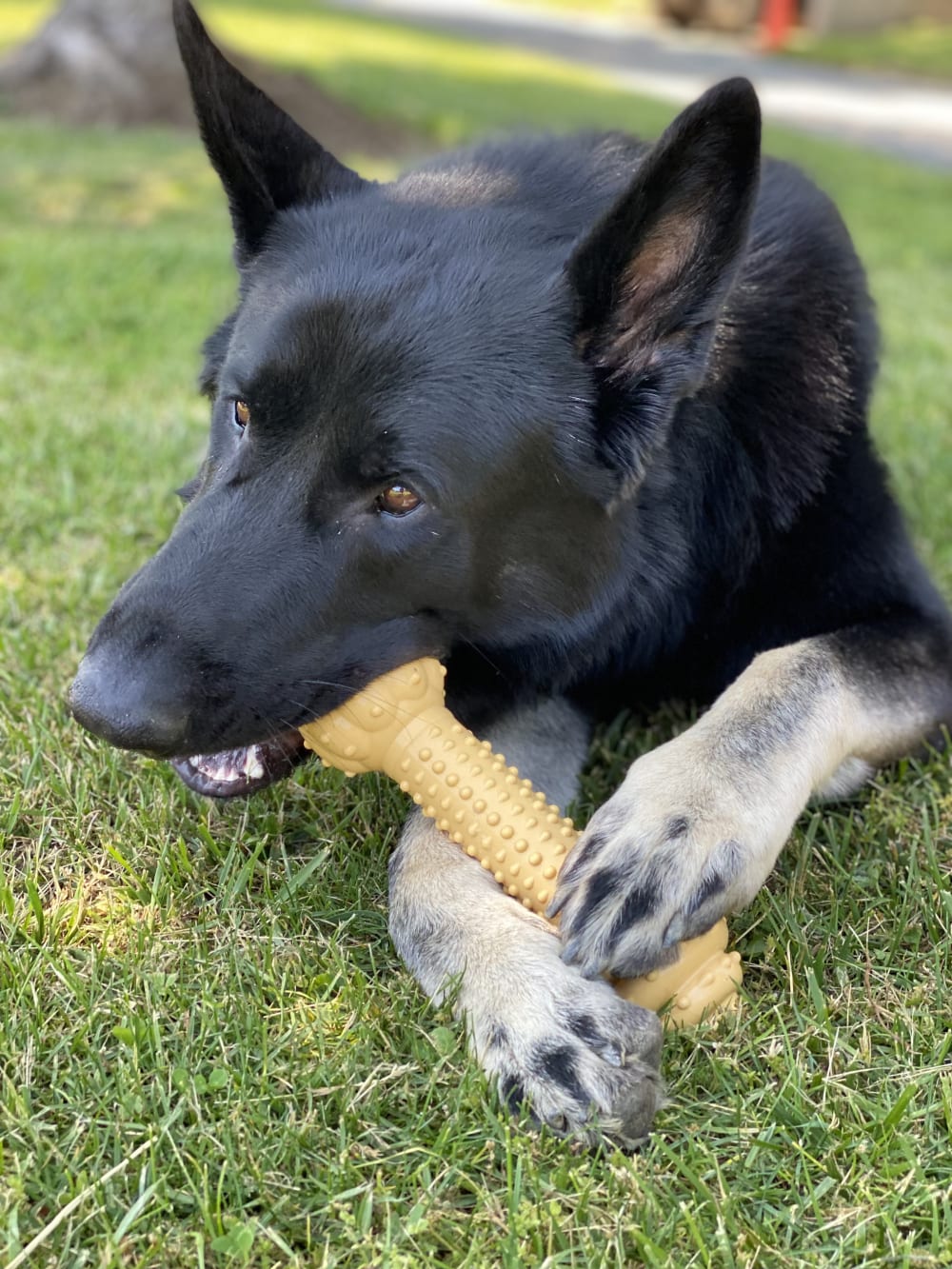 Nylabone Barbell Power Dura Chew Peanut Butter