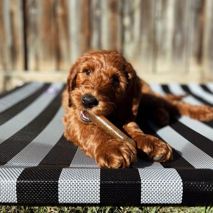 Puppy lying on a black and white striped mat outdoors chewing a puppy nylabone