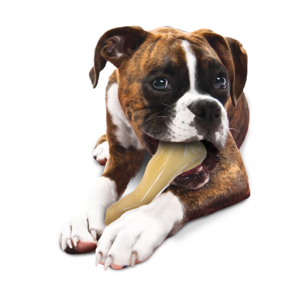 A dog with a Nylabone power chew knucklebone in its mouth.