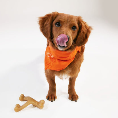 Nylabone Gourmet Style Bacon Wishbone