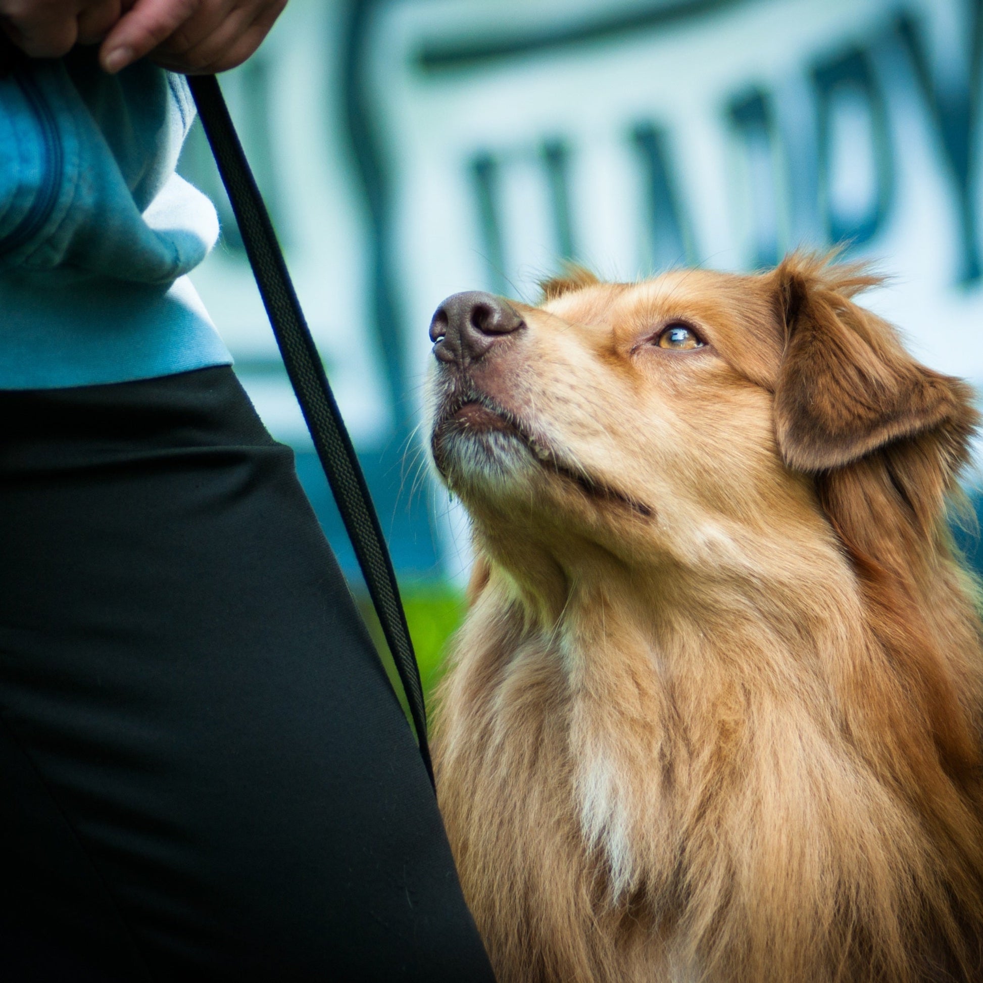 Dog on a leash looking up at a person with a blurred background