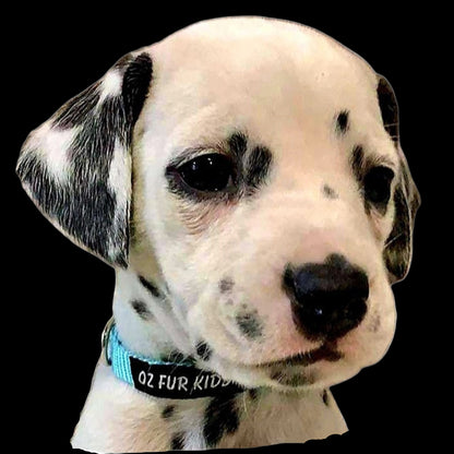 Close-up of a Dalmatian puppy wearing a blue Oz Fur Kids collar