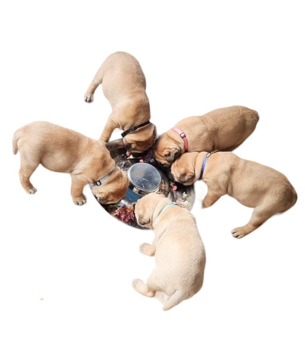 Puppy feeding bowl hot sale