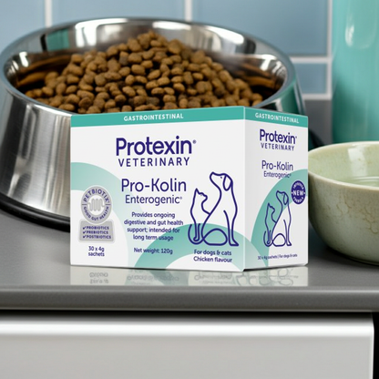 Po-Kolin Eneterogenic next to a bowl of dog food