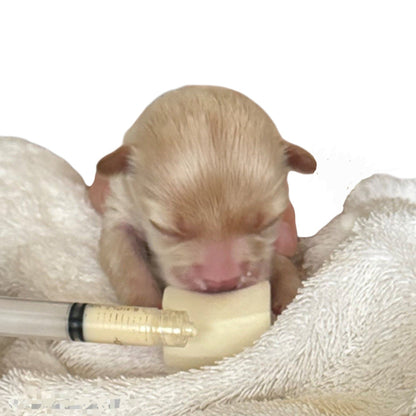 Newborn puppy drinking from a sponge filled by  a syringe on a white background