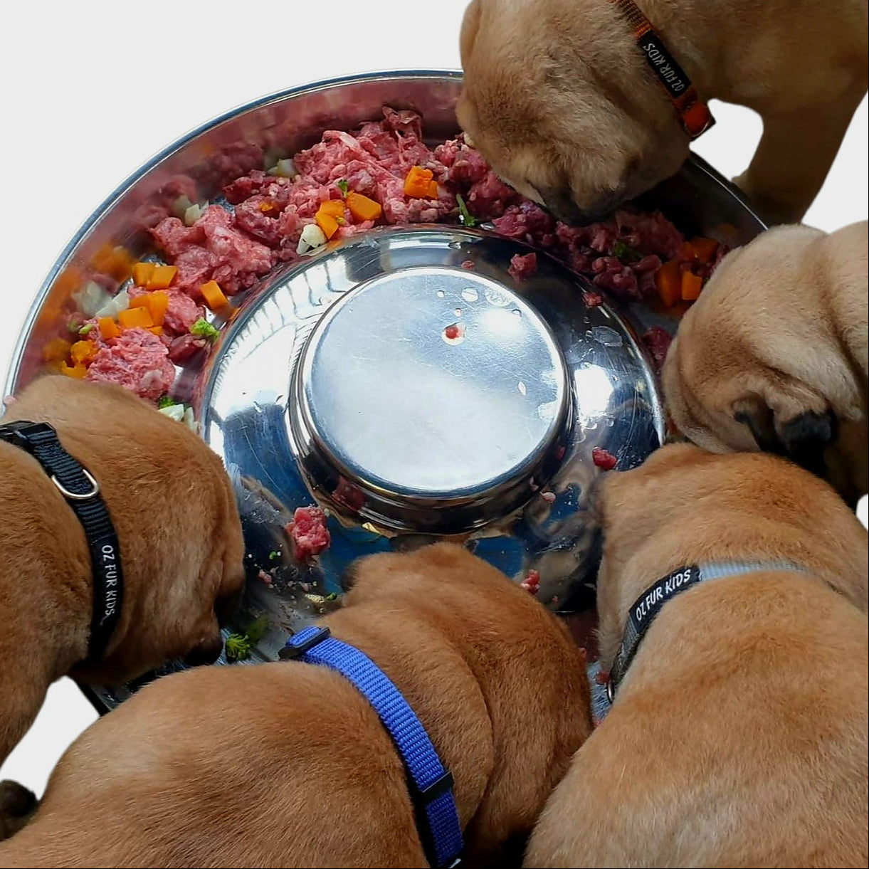 Four puppies eating from a large puppy feeding pan filled with food.