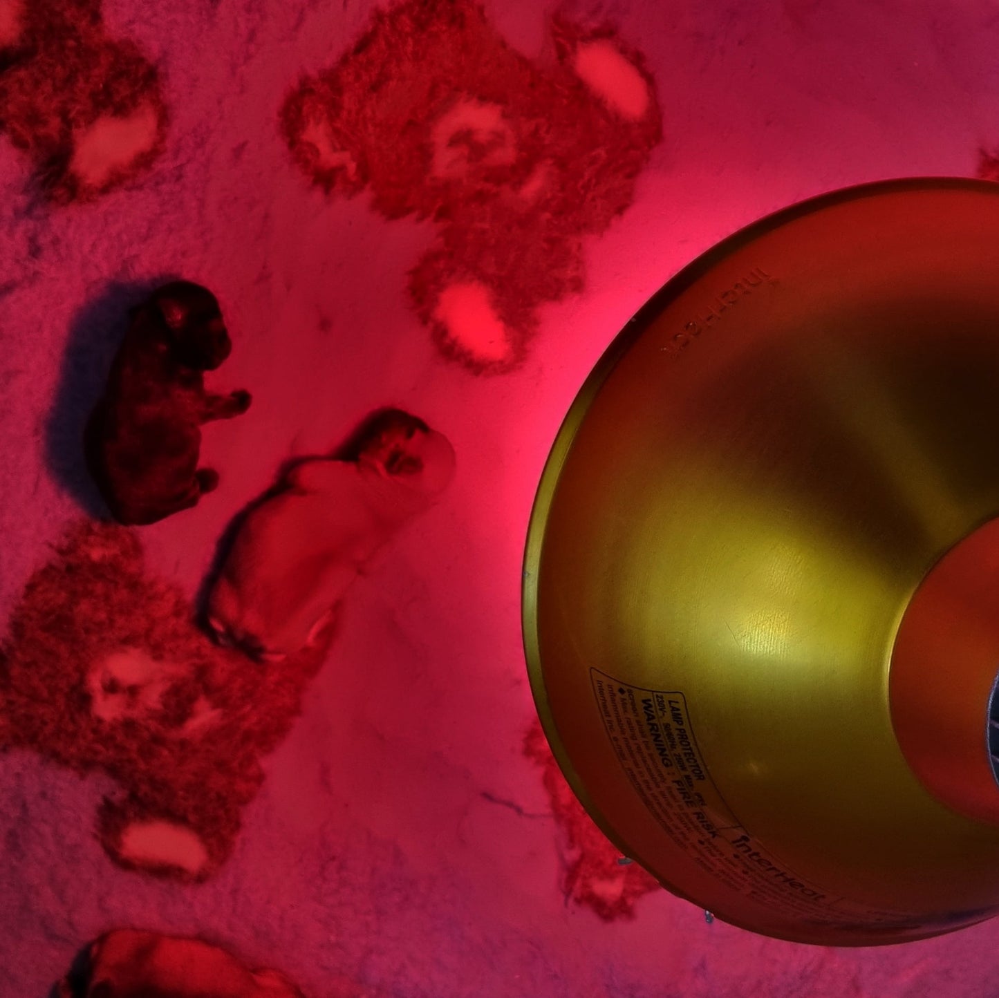 Puppies under an Interheat Heat Lamp with Red Globes