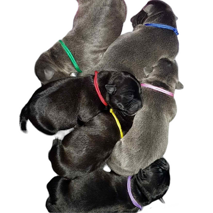 Puppy ID Collars - Paracord