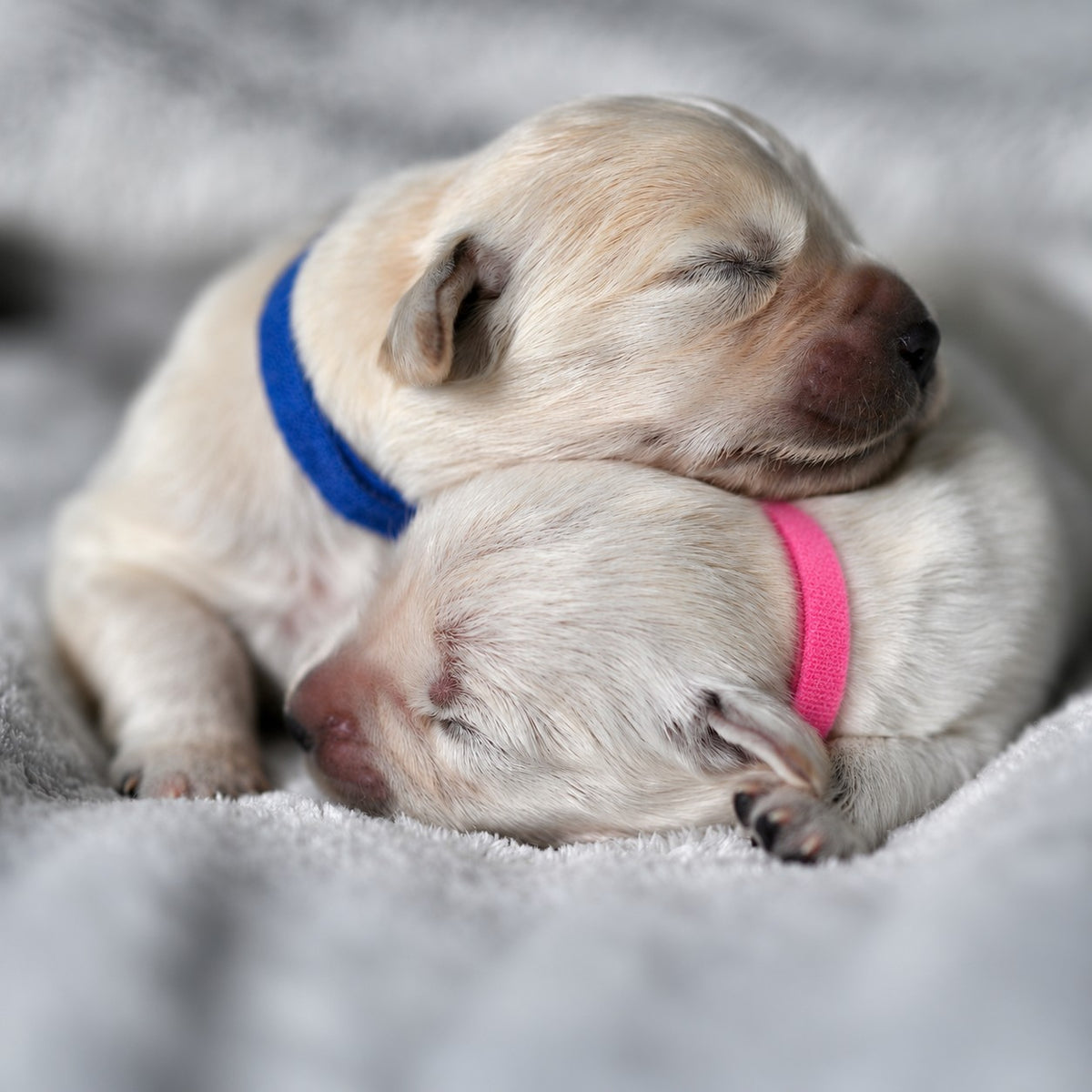 Two sleeping puppies cuddling together on a soft gray blanket, one wearing a blue Oz Fur Kids Velcro collar and the other wearing a pink collar.
