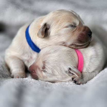 Two sleeping puppies cuddling together on a soft gray blanket, one wearing a blue Oz Fur Kids Velcro collar and the other wearing a pink collar.