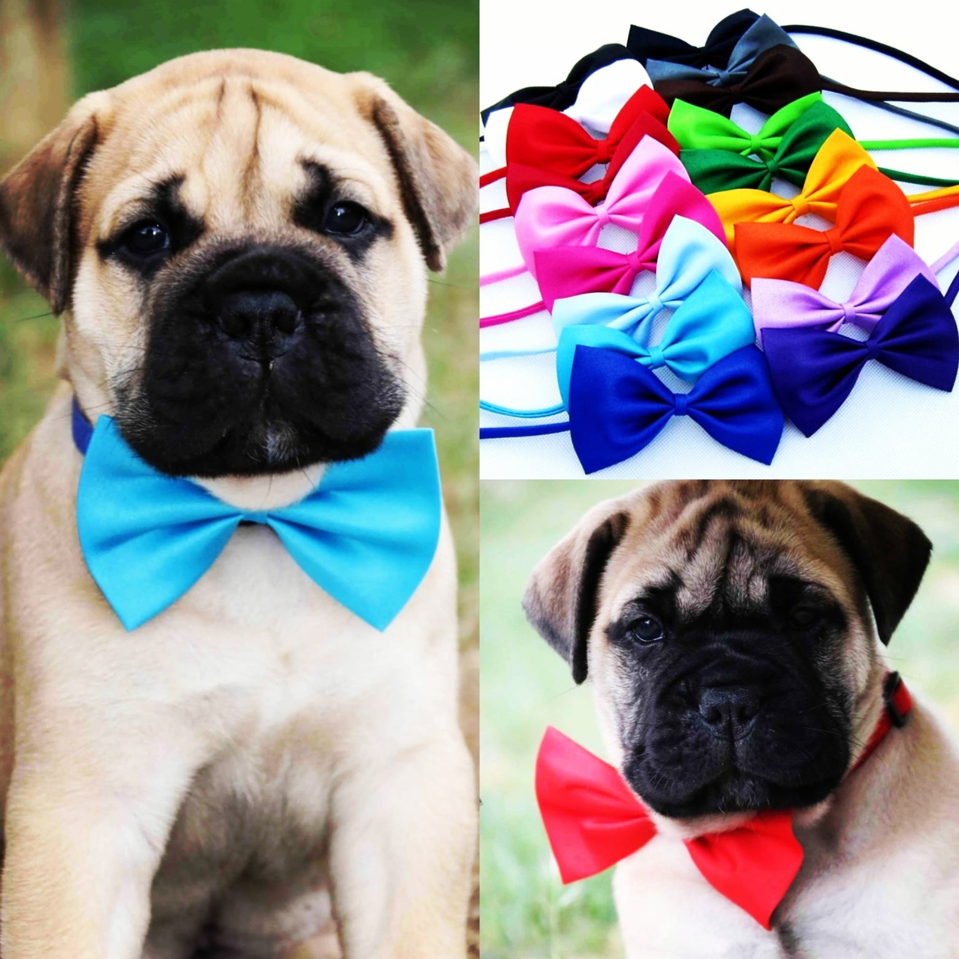Puppy wearing a blue bow tie and one wearing a red with additional bow ties in various colors displayed.