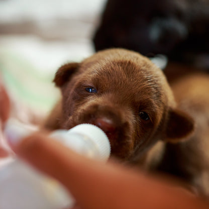 Brown puppy being fed by bottle and held by a person with a blurred background