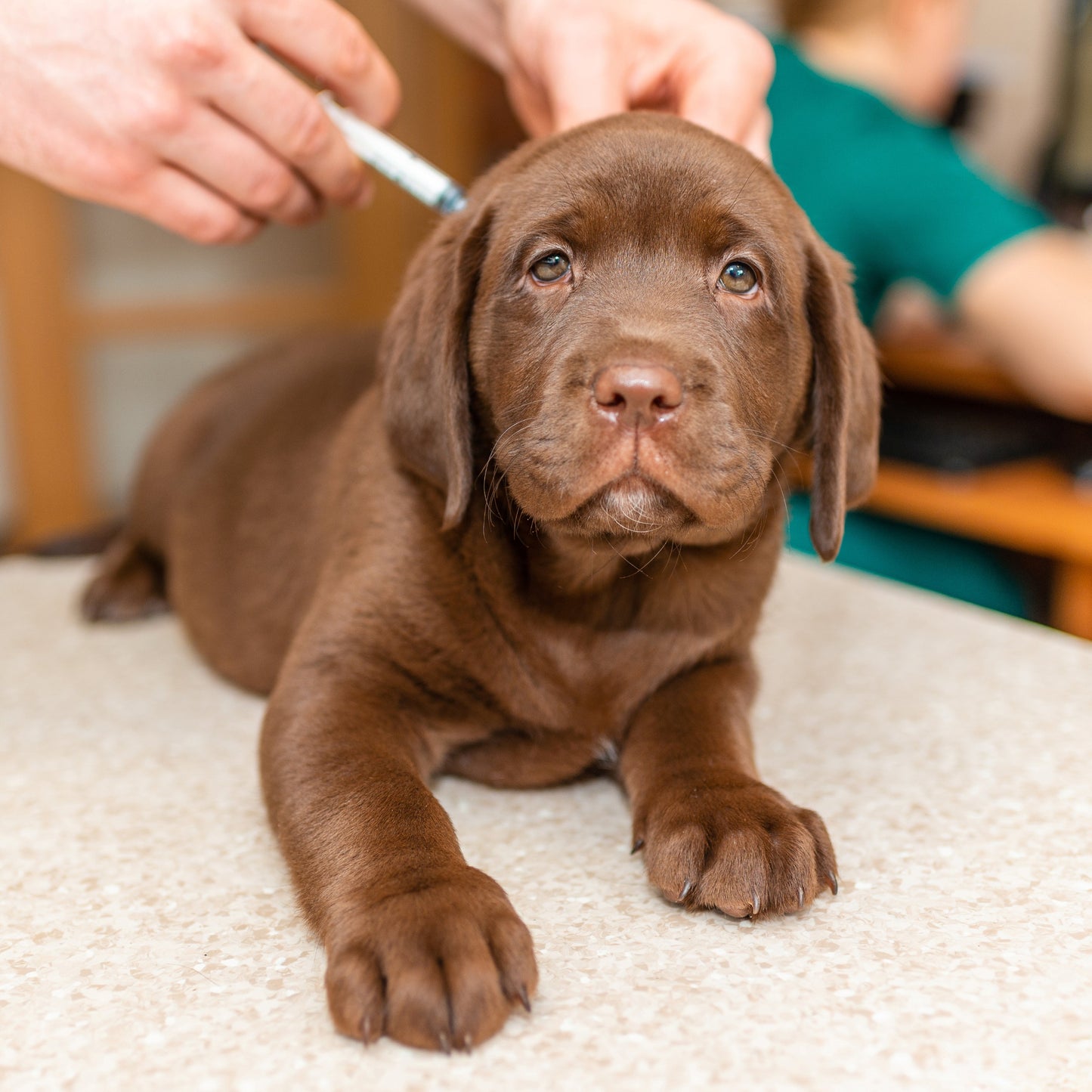 Chocolate Labrador puppy being examined by a person with a syringe on a veterinary table.