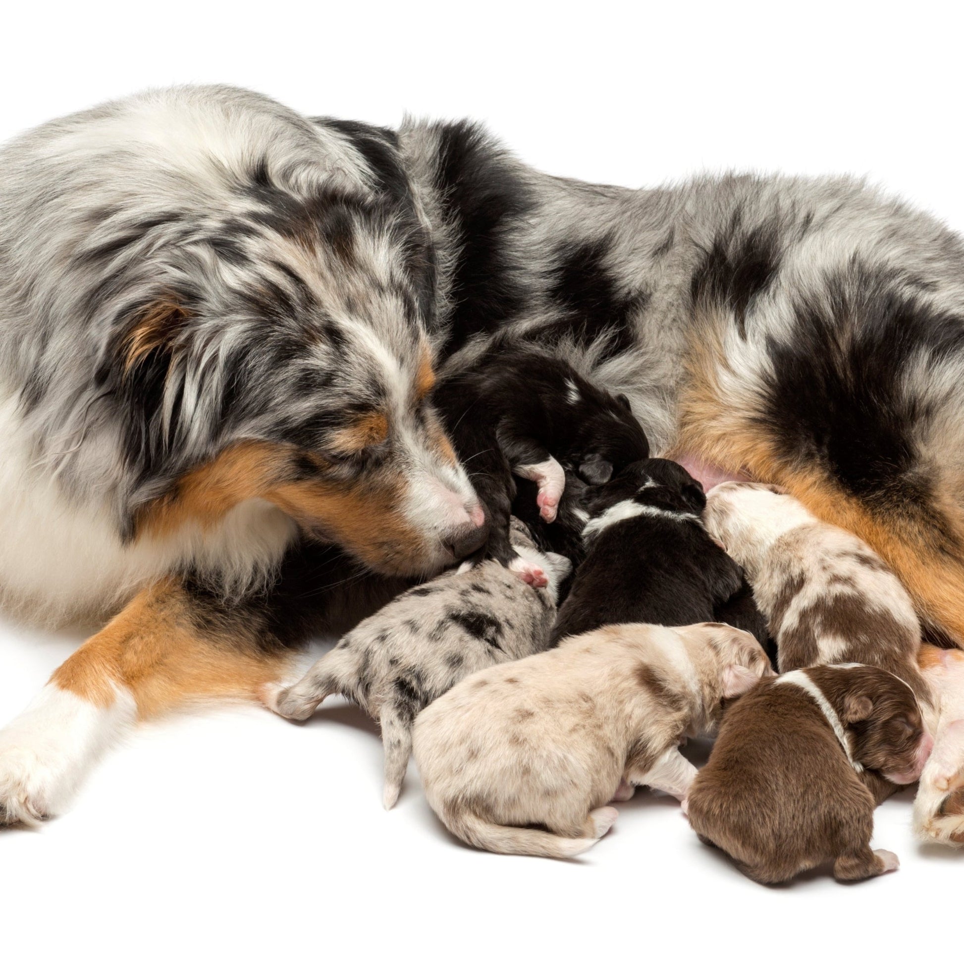 Dog with puppies on a white background