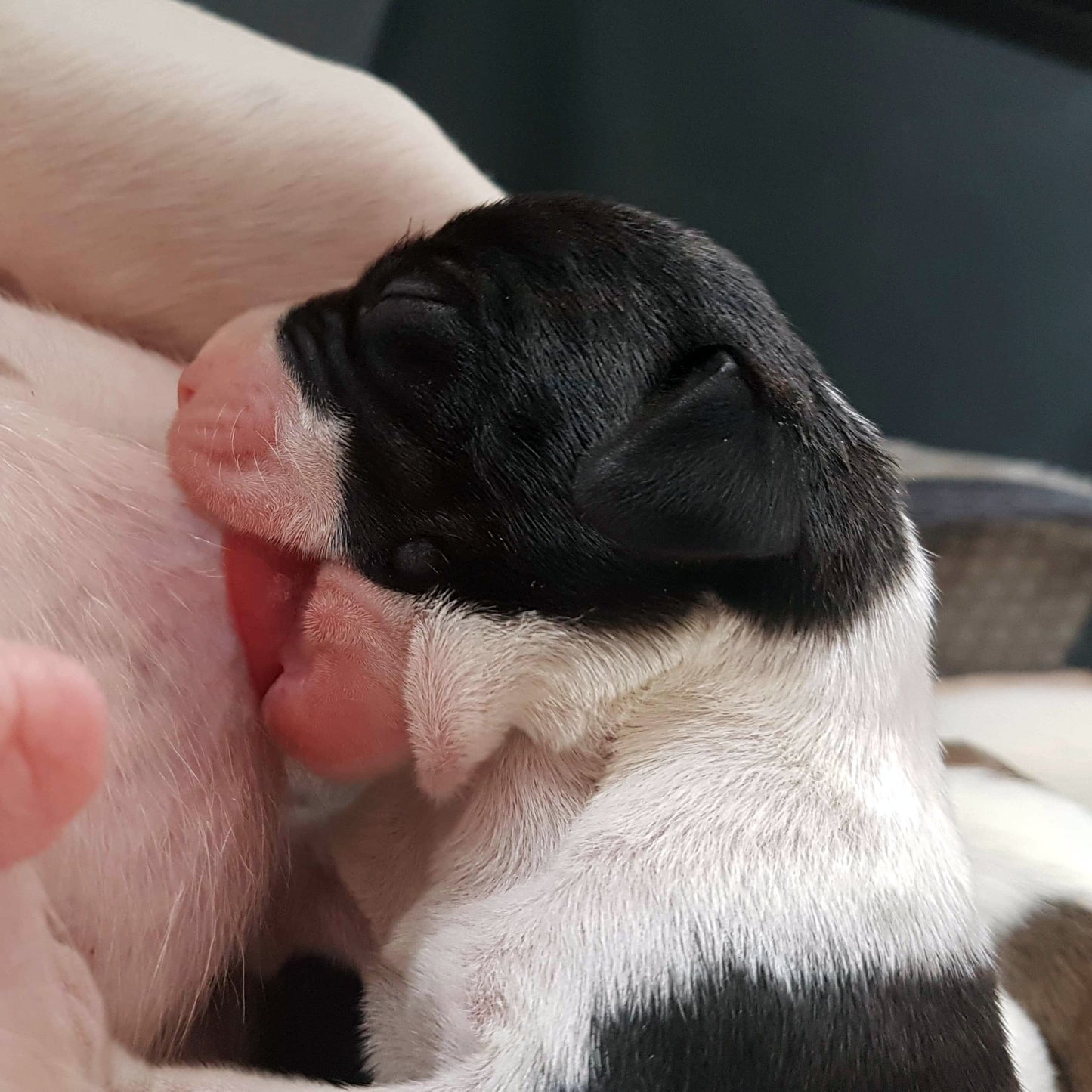 Close-up of a small black and white puppy feeding