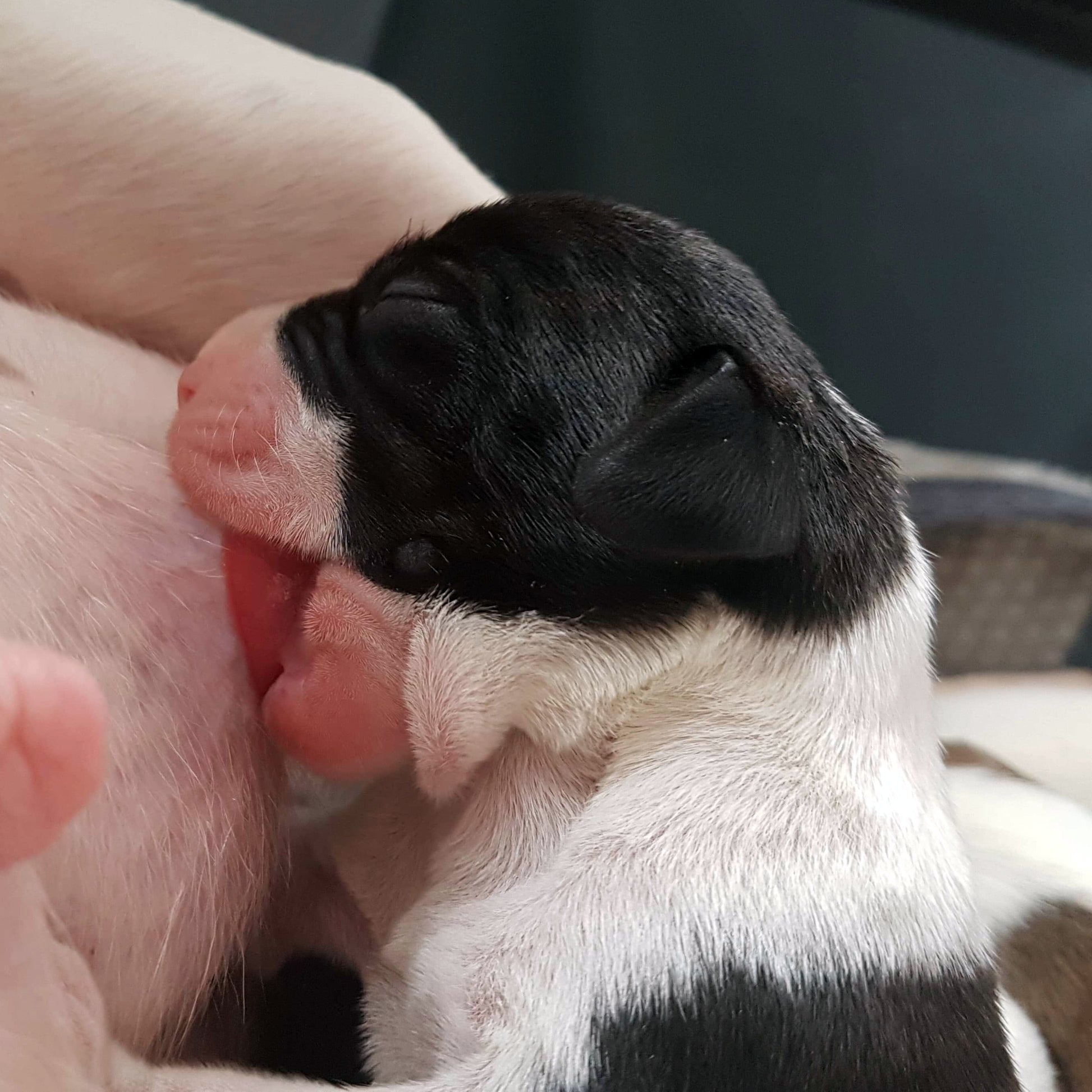 Close-up of a small black and white puppy feeding