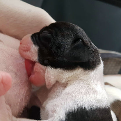 Close-up of a small black and white puppy feeding