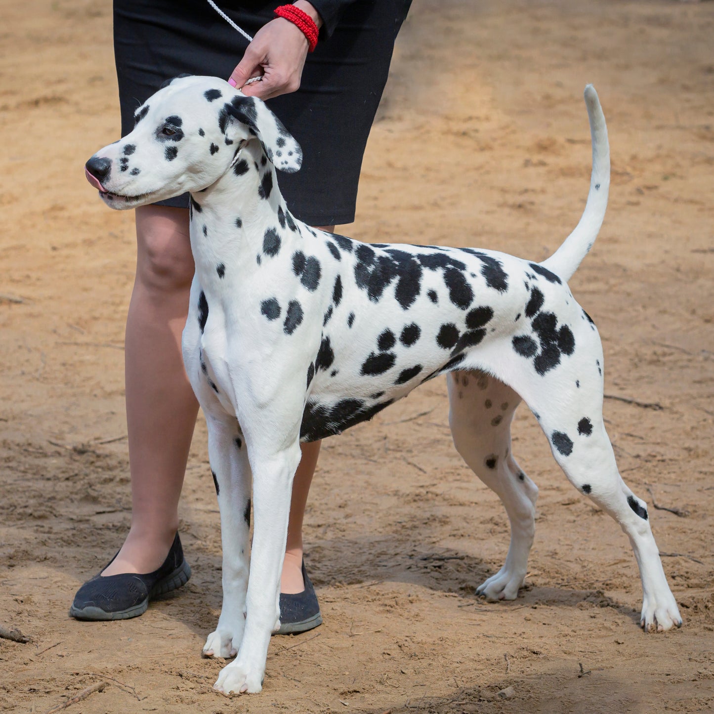 Martingale All in One Show Lead 4mm Round