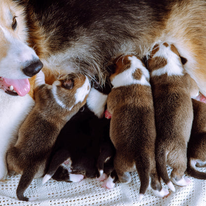 Dog nursing multiple puppies on a white blanket