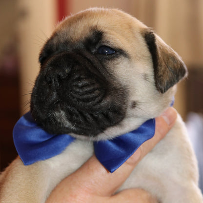 Puppy wearing a blue bow tie held by a person with a blurred background