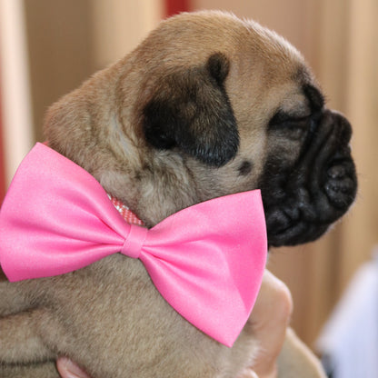 Puppy wearing a pink bow tie being held by a person.