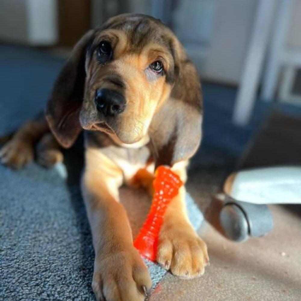 Puppy with Nylabone Puppy Chill & Chew Freezer Bone on a blue rug