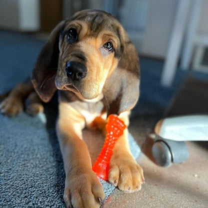 Puppy with Nylabone Puppy Chill & Chew Freezer Bone on a blue rug