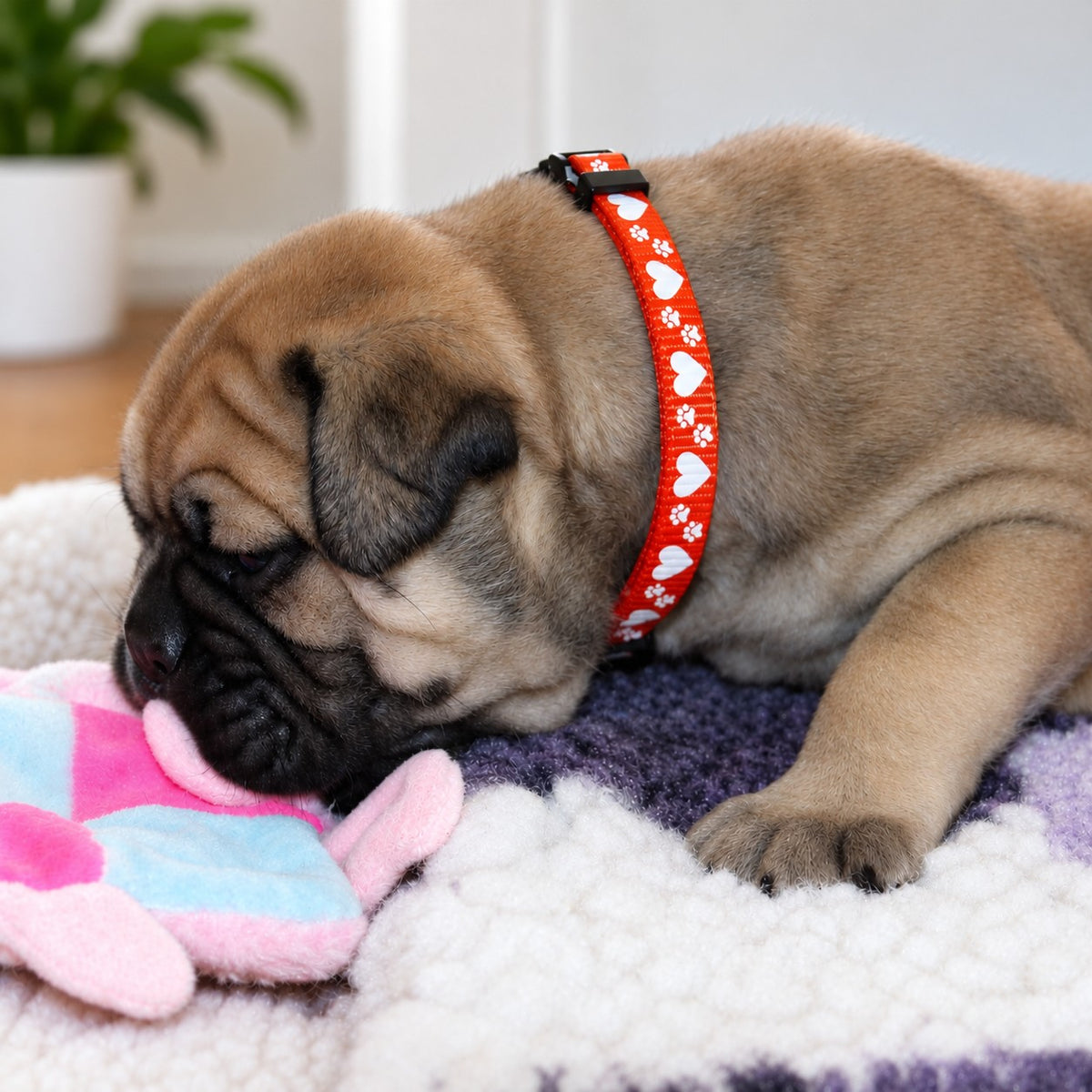 A fawn puppy lying on a white and purple blanket, wearing an Oz Fur Kids orange puppy identofication collar with white hearts and paw prints, while playing with a pink and blue plush toy.