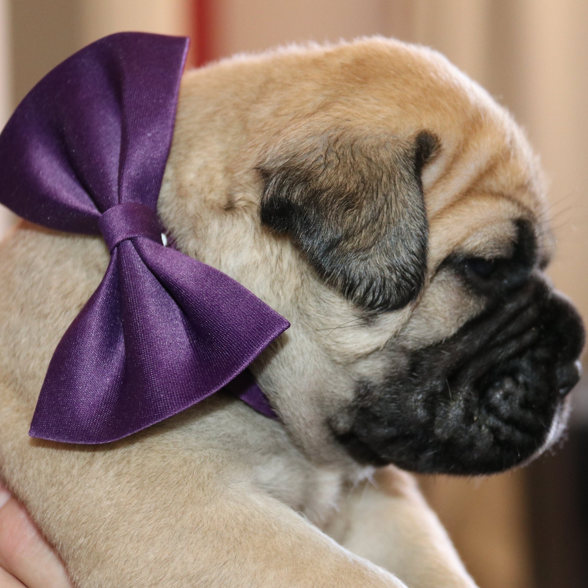 Bullmastiff puppy with a purple bow tie on a blurred background