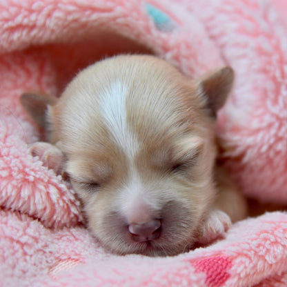 Newborn puppy sleeping on a pink blanket