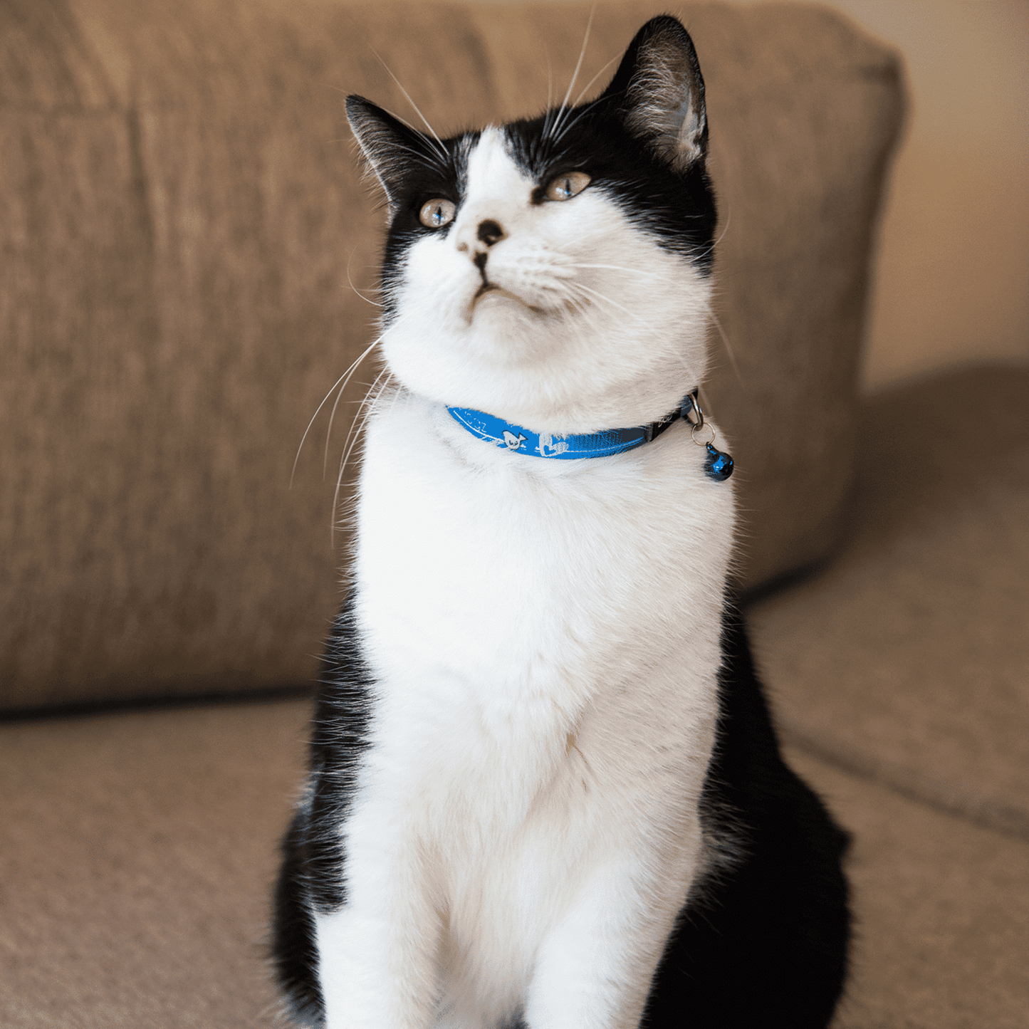 Rogz Cat Collars - KiddyCat Safety Release Collars