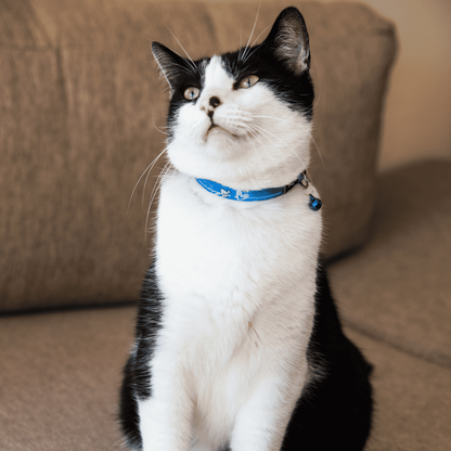 Rogz Cat Collars - KiddyCat Safety Release Collars