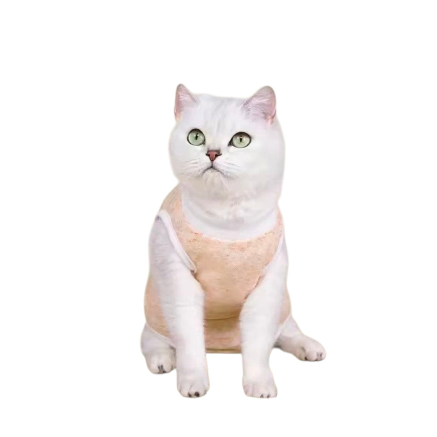 White cat wearing an orange recovery suit on a white background