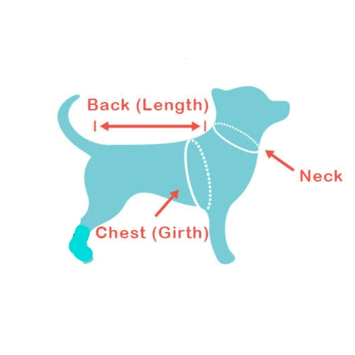 Diagram of a dog with labeled measurements for back length, neck, and chest girth for recovery suit sizing