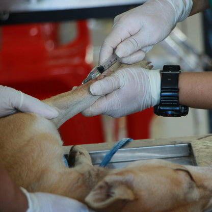 Veterinarian injecting a dog on a surgical table.