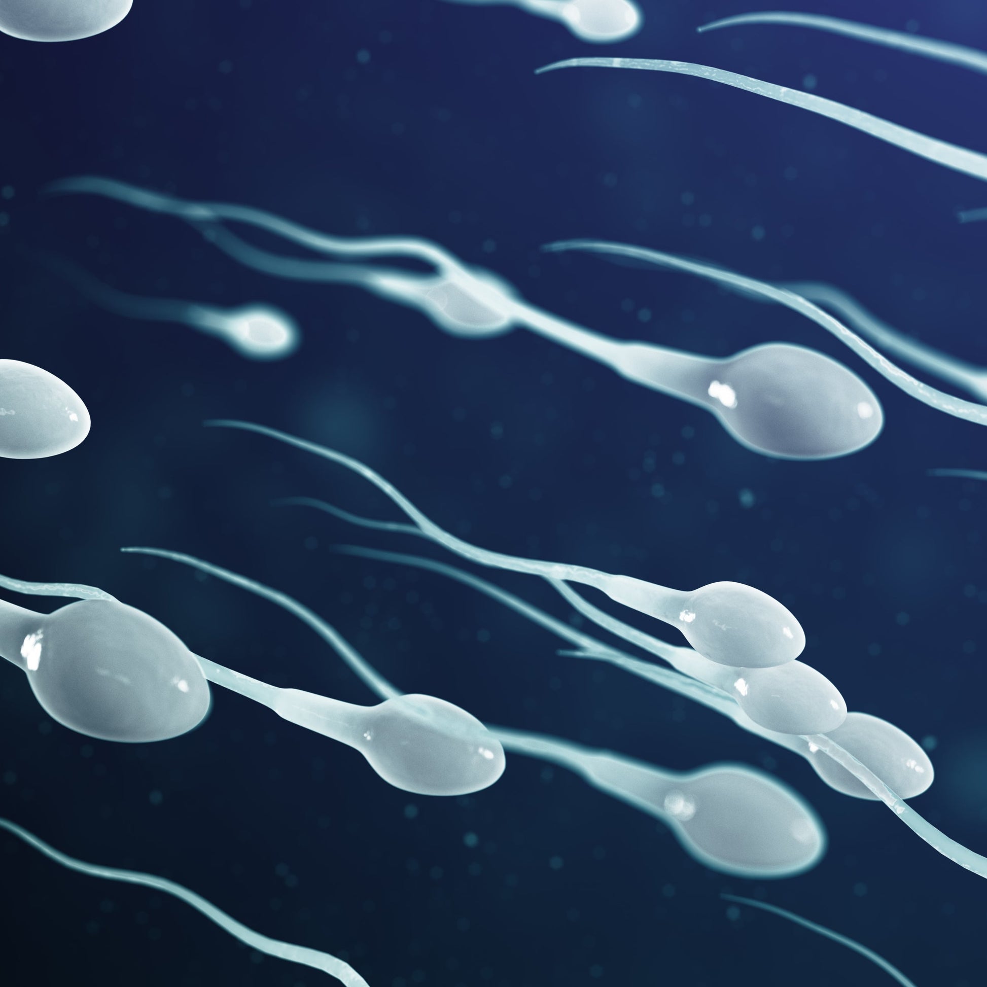 Sperm cells on a dark background