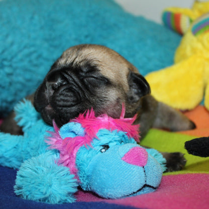 Puppy sleeping  with a blue and pink plush toy on a colorful blanket