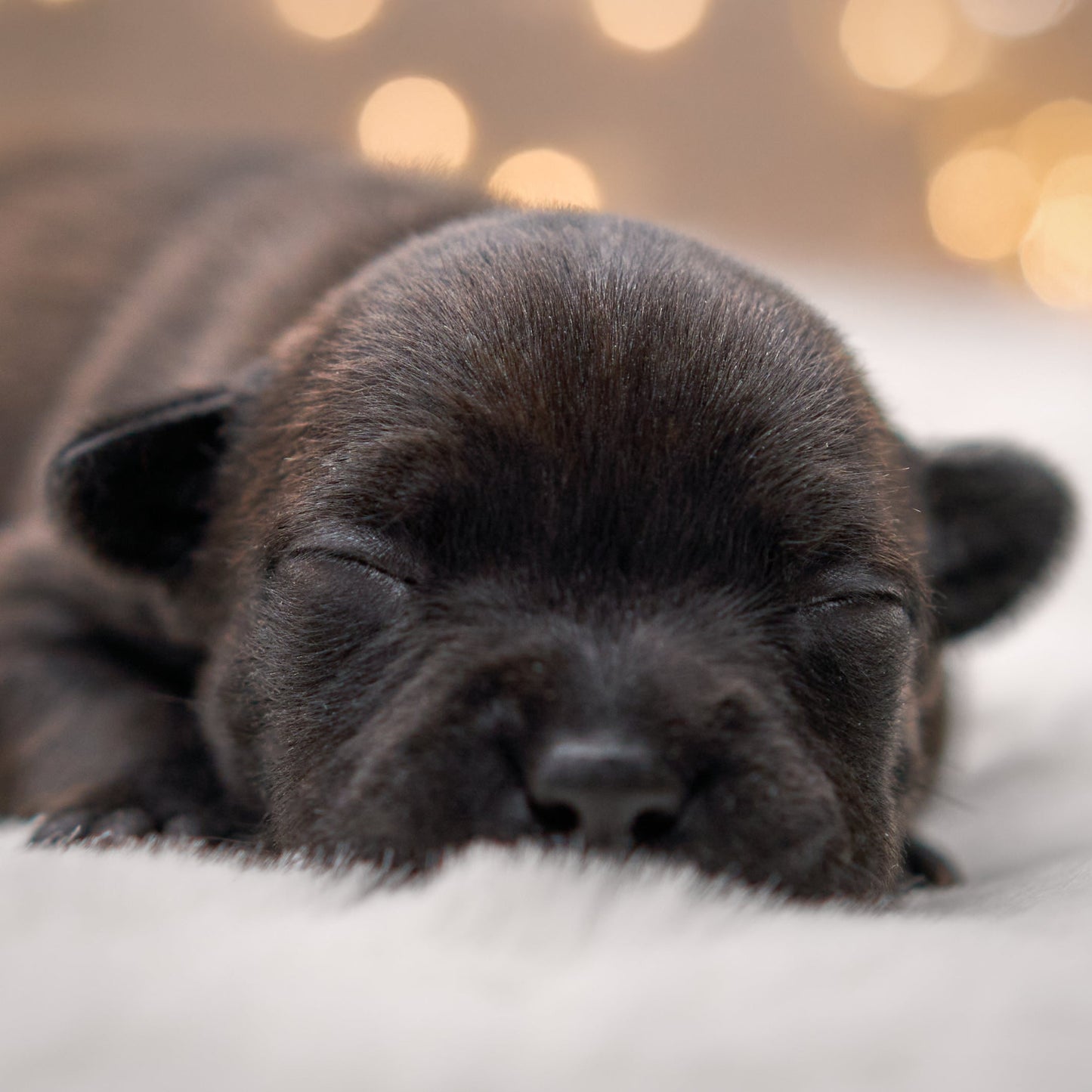 Sleeping black puppy on a soft surface with a blurred bokeh background