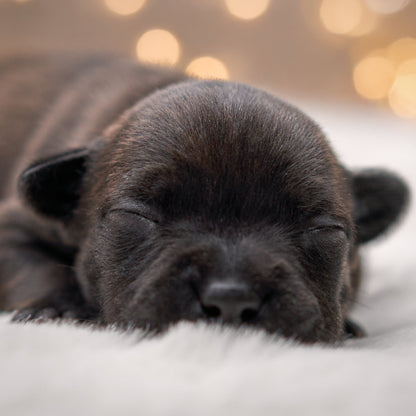 Sleeping black puppy on a soft surface with a blurred bokeh background