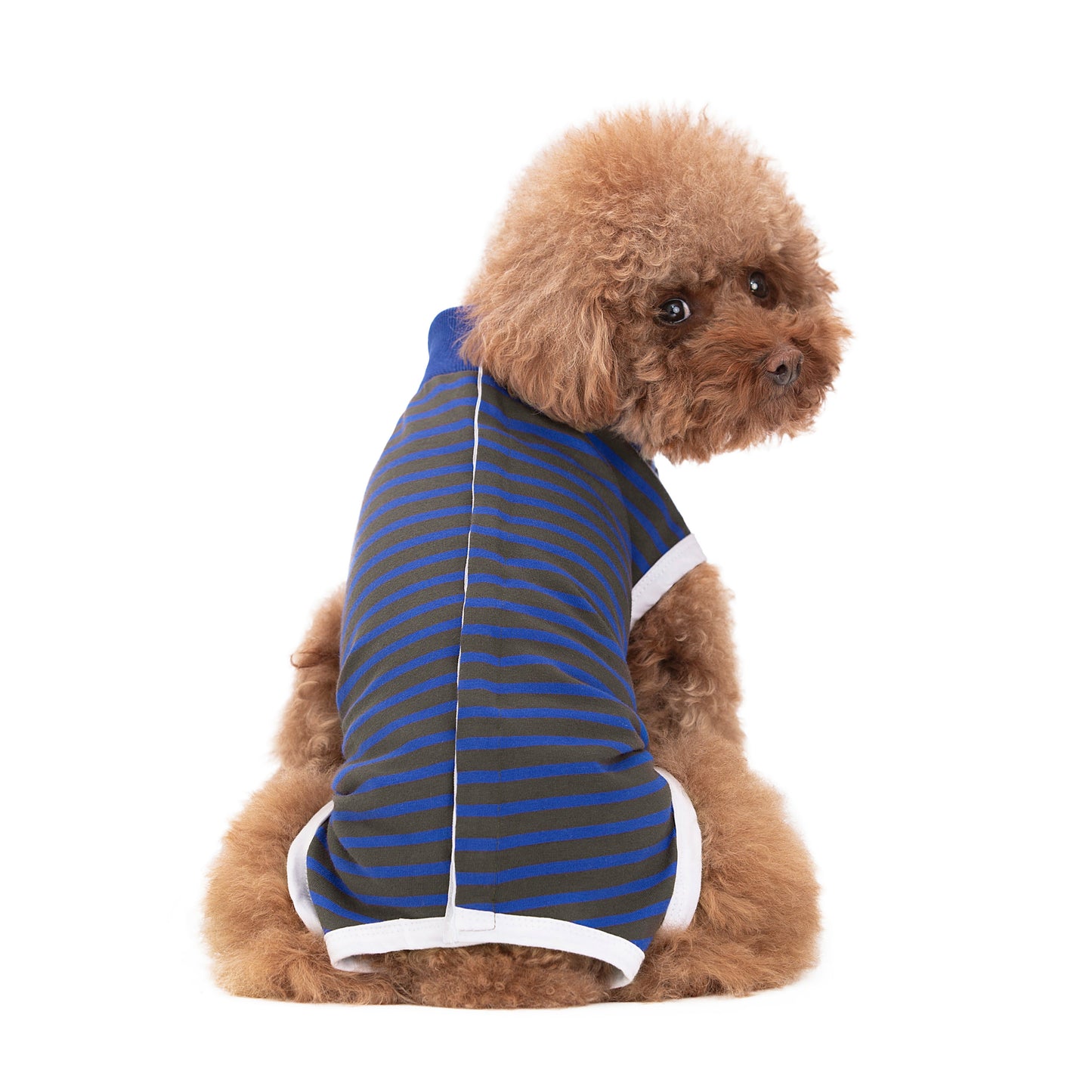 Small Dog wearing a Recovery Suit with Navy & Gray stripes on a white background