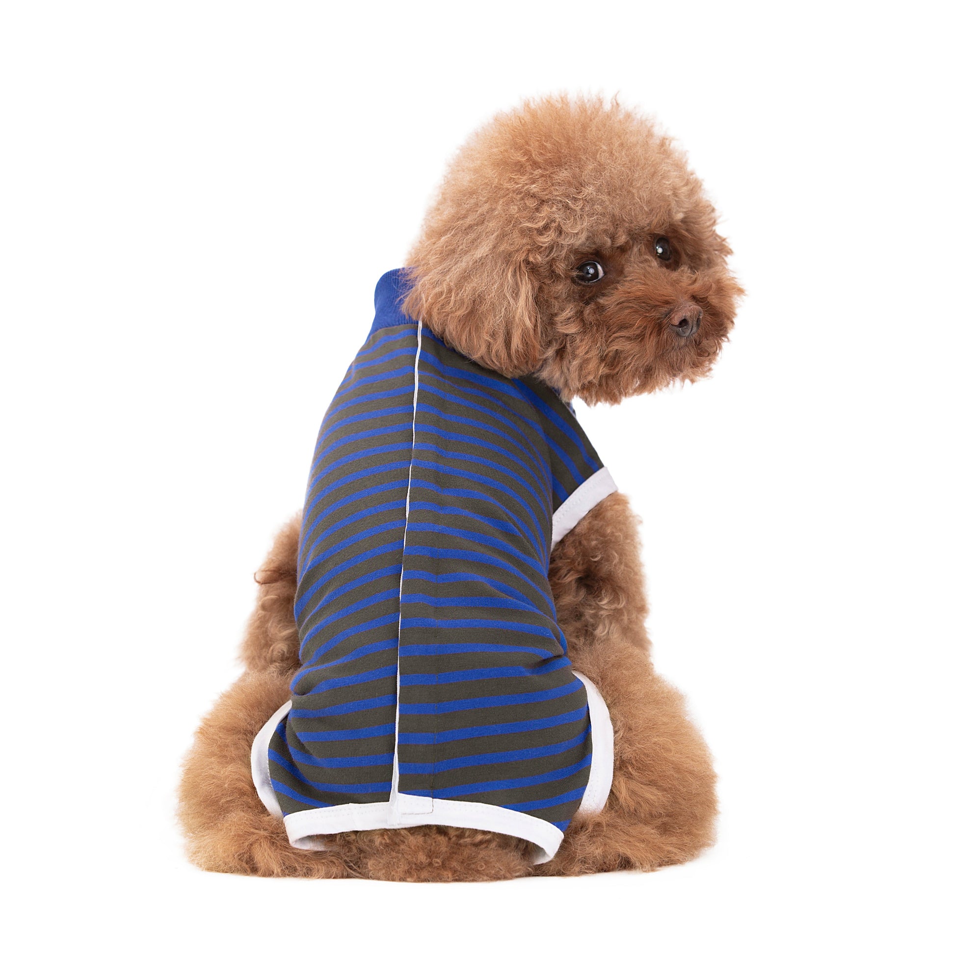 Small Dog wearing a Recovery Suit with Navy & Gray stripes on a white background