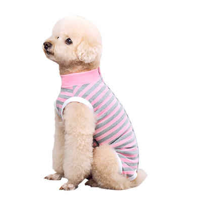 Small Dog Sitting Down wearing a Recovery suit in gray & pink with  white background