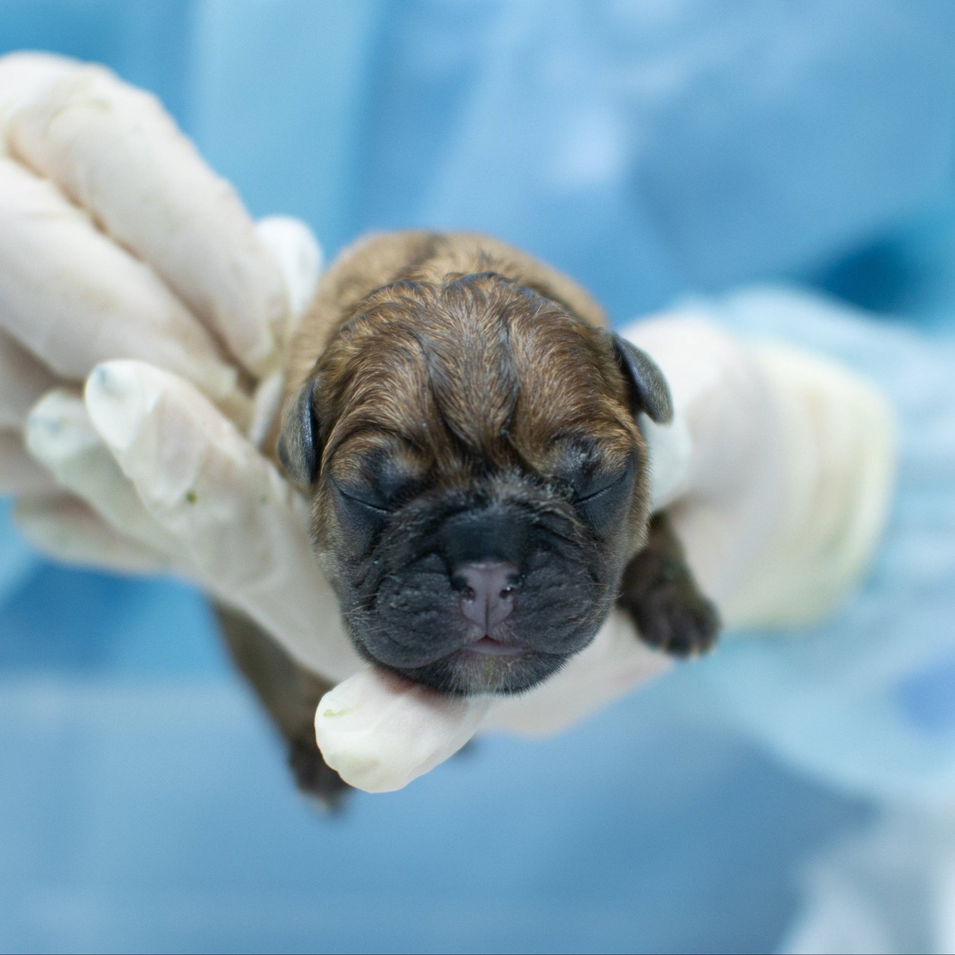 Surgical gloves on hand holding newborn puppy with a pale blue background