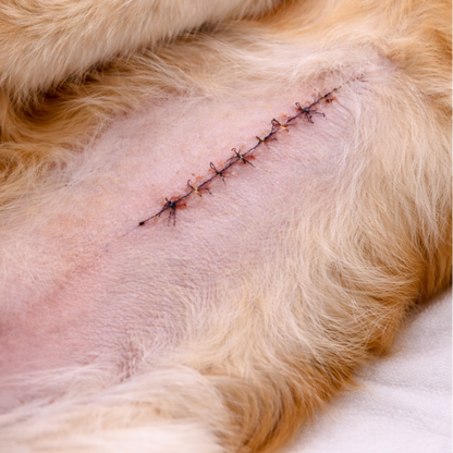 Close-up of a dog's abdomen with surgical stitches.